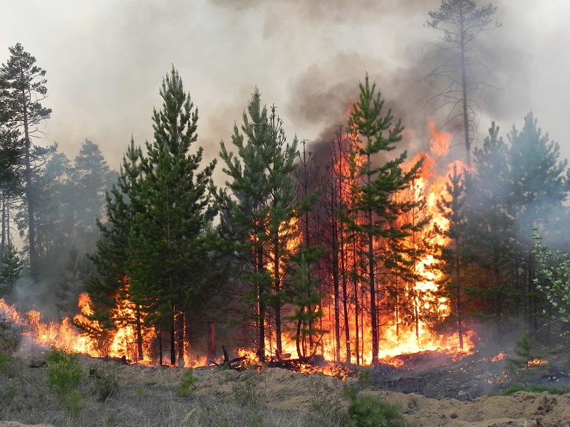 Из-за аномальной жары участились случаи лесных пожаров